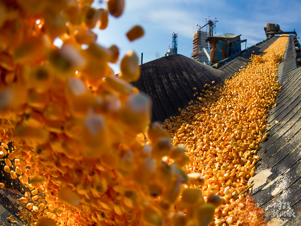 △黑龍江佳木斯某糧食加工廠收糧加工。